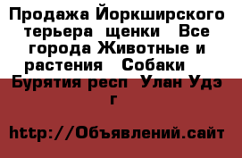 Продажа Йоркширского терьера, щенки - Все города Животные и растения » Собаки   . Бурятия респ.,Улан-Удэ г.